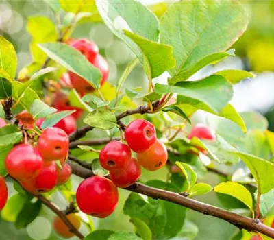 Malus 'Evereste' -R- Malus 'Evereste' -R-