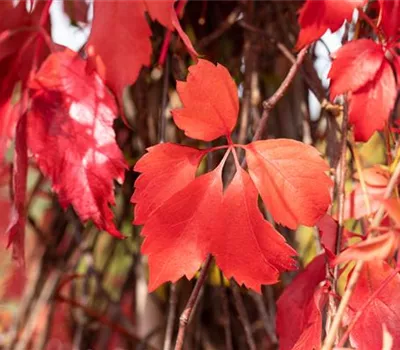 Parthenocissus quinquefolia 'Engelmannii'