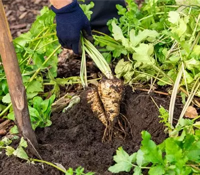 Pastinaca sativa var.pratense