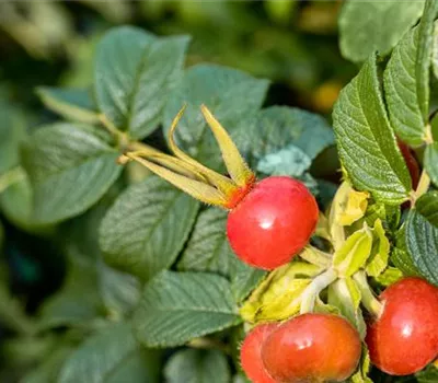 Rosa rugosa 'Dagmar Hastrup' BDR