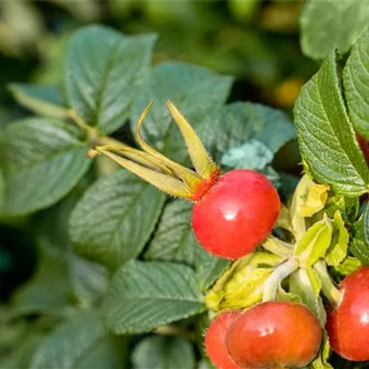 Rosa rugosa 'Dagmar Hastrup' BDR