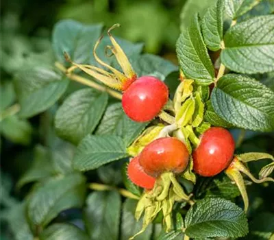 Rosa rugosa