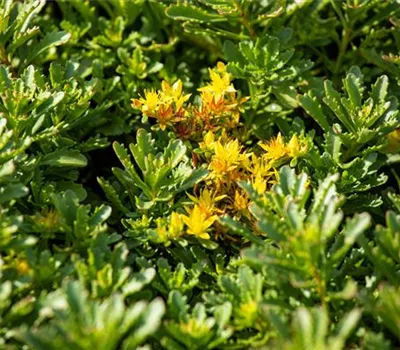 Sedum floriferum 'Weihenstephaner Gold' Sedum floriferum 'Weihenstephaner Gold'