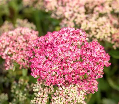 Sedum telephium 'Herbstfreude' Sedum telephium 'Herbstfreude'