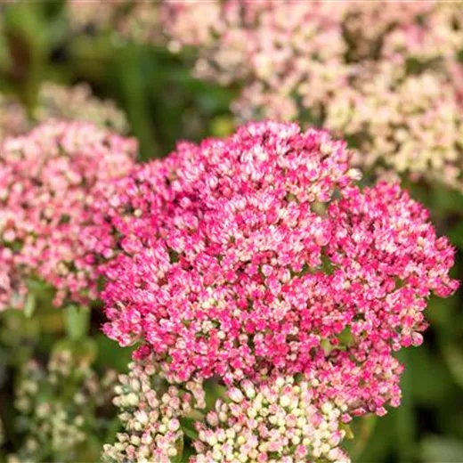 Sedum telephium 'Herbstfreude'