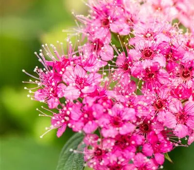 Spiraea japonica 'Shirobana'