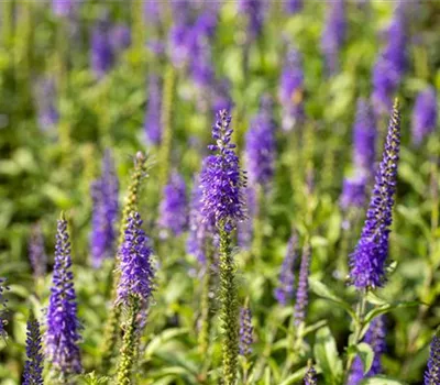 Veronica longifolia 'Blauriesin'