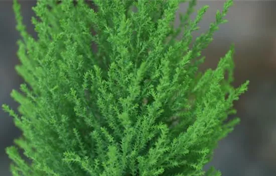 Zimmerzypresse - Umtopfen Zimmerzypresse - Umtopfen