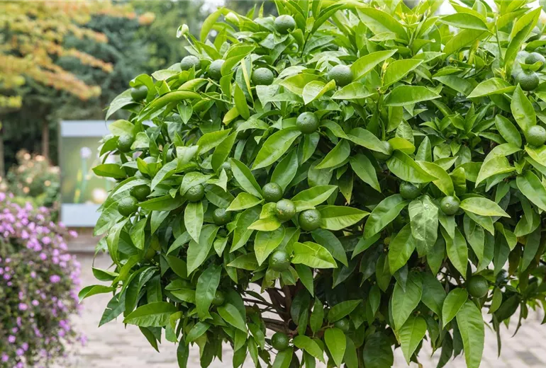 Citrus nobilis Citrus nobilis