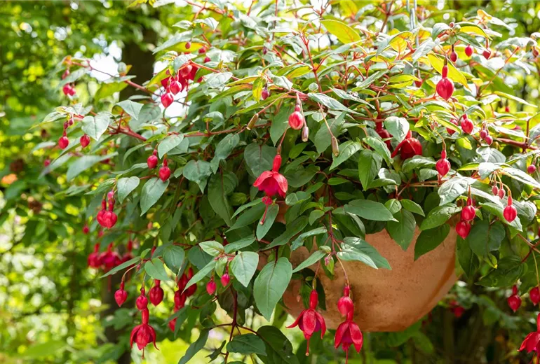 Fuchsia Hybride, hängend Fuchsia Hybride, hängend