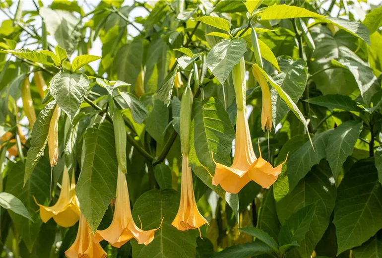 Brugmansia x candida Brugmansia x candida