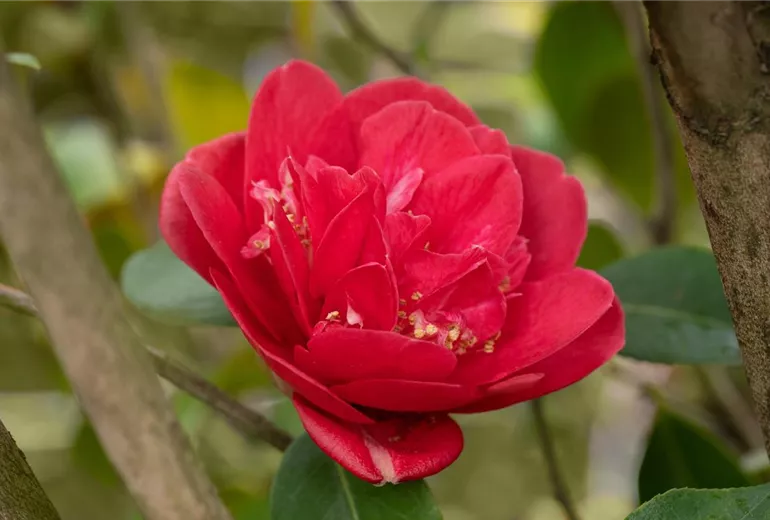 Camellia japonica, rot Camellia japonica, rot