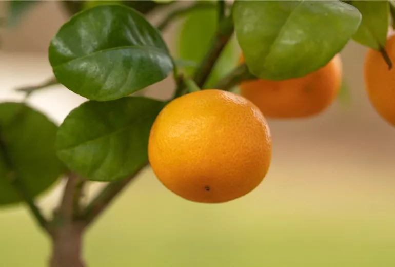 Citrus madurensis Citrus madurensis