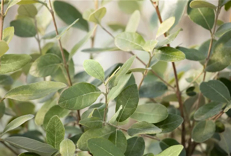 Acca sellowiana Acca sellowiana