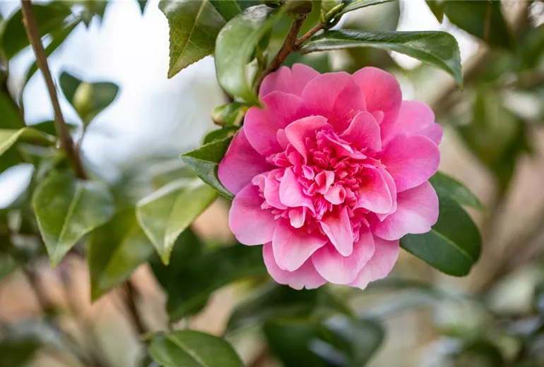 Camellia x williamsii 'Debbie' Camellia x williamsii 'Debbie'