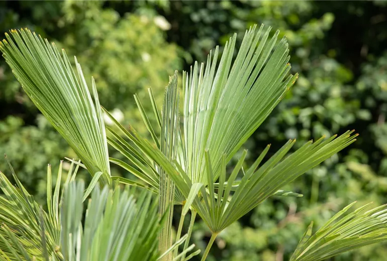 Trachycarpus fortunei Trachycarpus fortunei