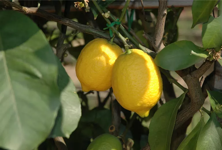 Citrus limon Citrus limon