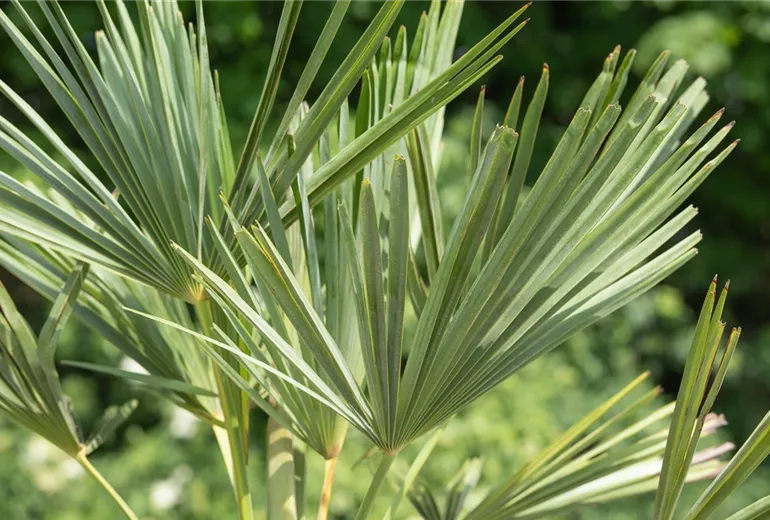 Trachycarpus fortunei Trachycarpus fortunei
