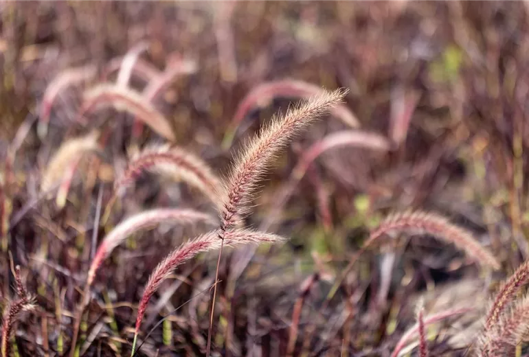 Pennisetum setaceum 'Fireworks'(s) Pennisetum setaceum 'Fireworks'(s)