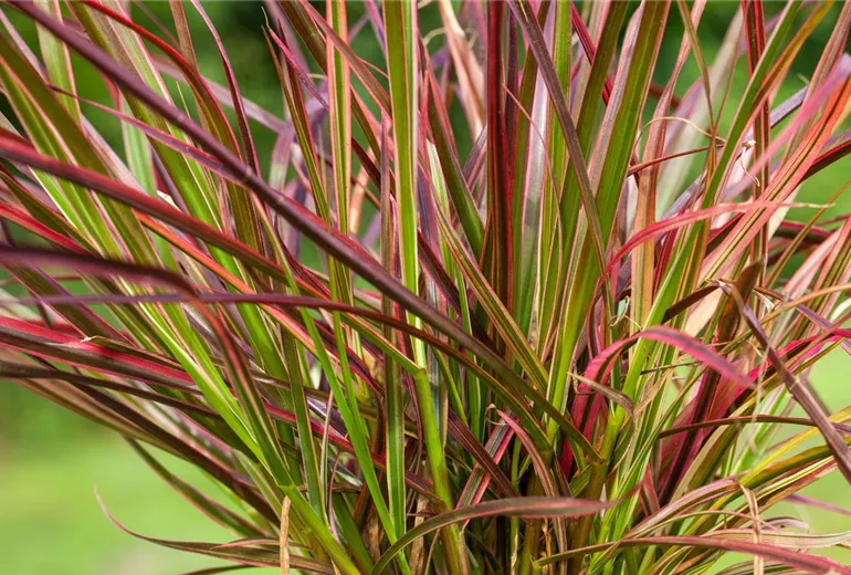 Pennisetum setaceum 'Fireworks'(s) Pennisetum setaceum 'Fireworks'(s)