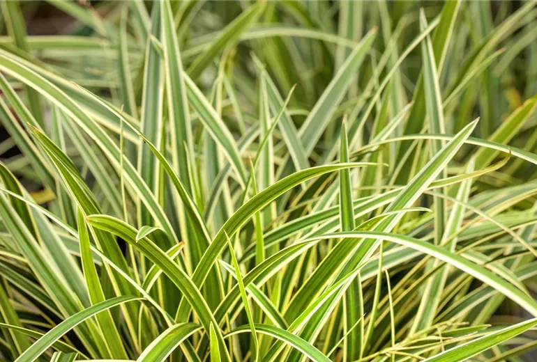 Carex morrowii ssp. foliosissima 'Icedance' Carex morrowii ssp. foliosissima 'Icedance'