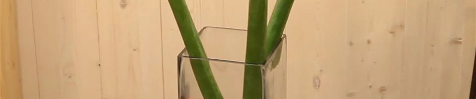 Amaryllis - Anschneiden für den Heimgebrauch (Anleitung - 6) Amaryllis - Anschneiden für den Heimgebrauch (Anleitung - 6)