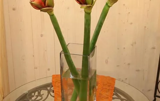 Amaryllis - Anschneiden für den Heimgebrauch Amaryllis - Anschneiden für den Heimgebrauch