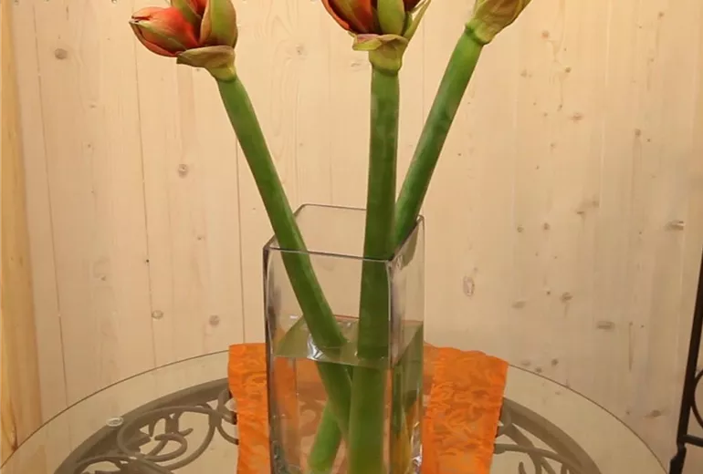 Amaryllis - Anschneiden für den Heimgebrauch (Anleitung - 6)