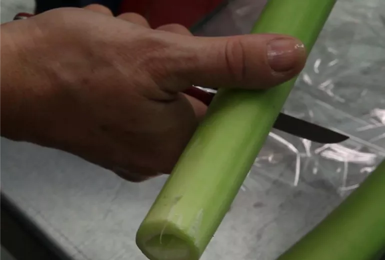 Amaryllis - Anschneiden für den Heimgebrauch (Anleitung - 2)