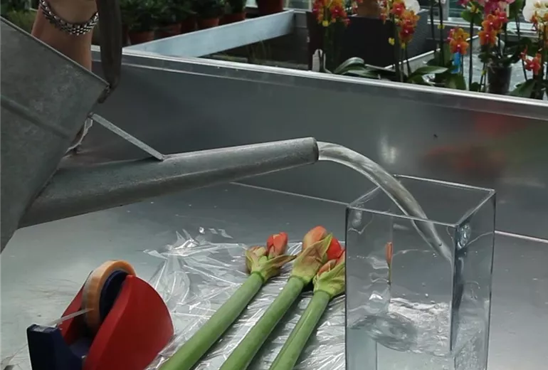 Amaryllis - Anschneiden für den Heimgebrauch (Anleitung - 4)