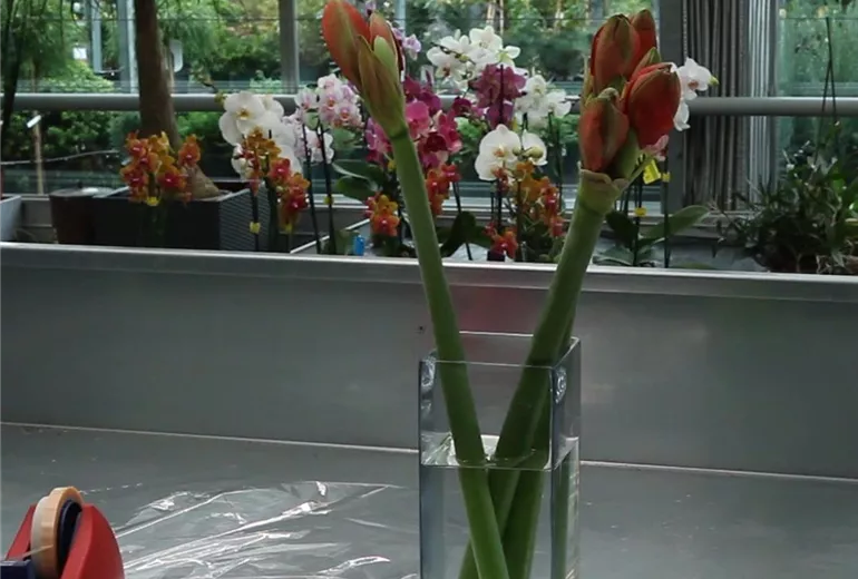 Amaryllis - Anschneiden für den Heimgebrauch (Anleitung - 5)