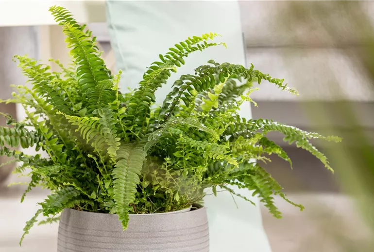 Nephrolepis exaltata Nephrolepis exaltata