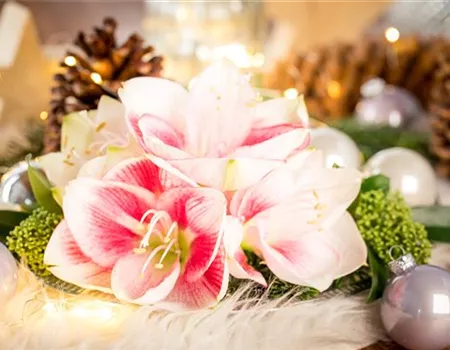Amaryllis – weihnachtlicher Blütentraum