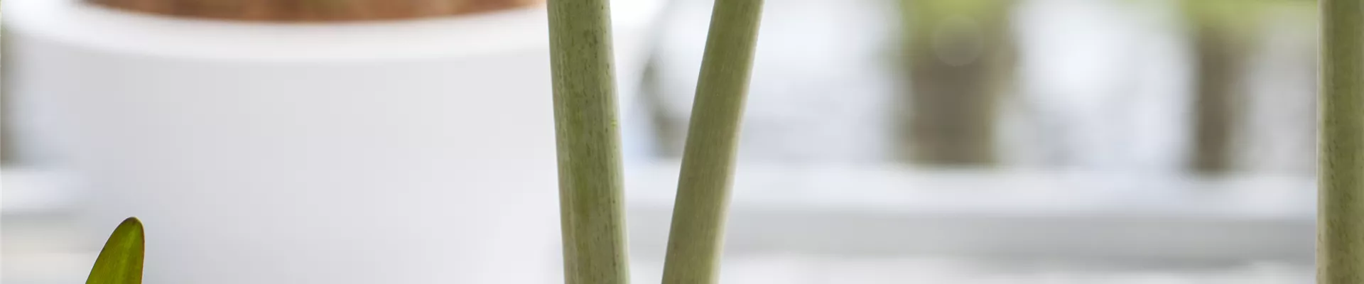 Hippeastrum 'Sonatini'