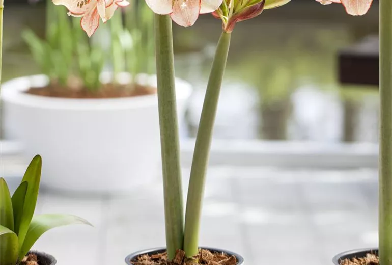Hippeastrum 'Sonatini'