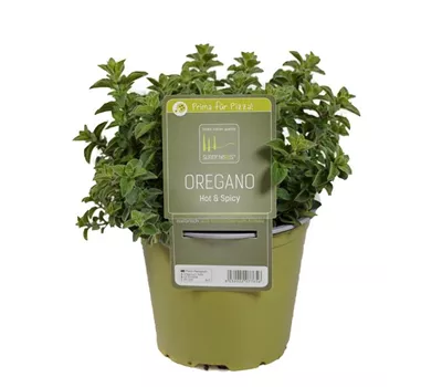 Origanum vulgare Origanum vulgare