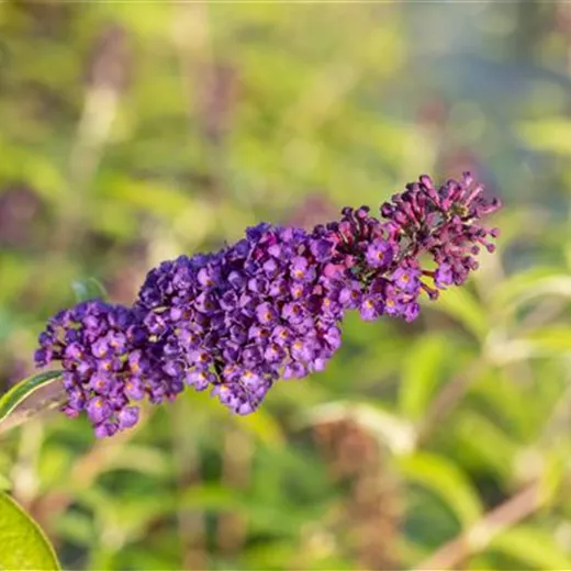 Buddleja davidii 'Black Knight'