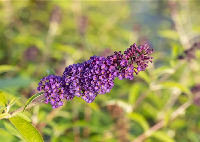 Buddleja davidii 'Black Knight'