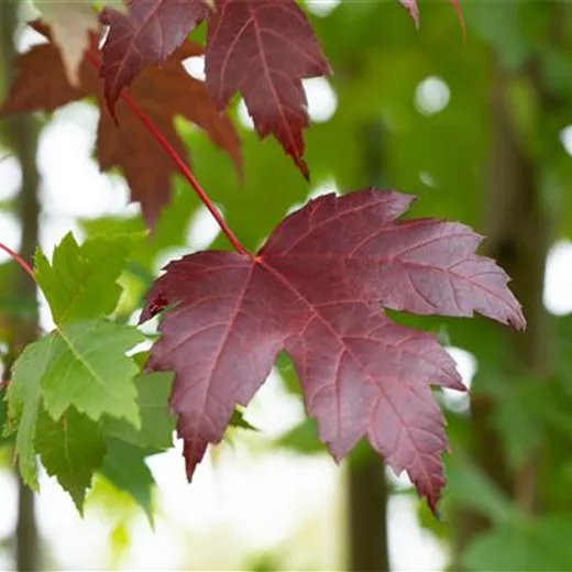 Acer platanoides 'Royal Red' Acer platanoides 'Royal Red'
