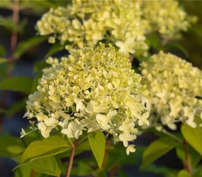 Hydrangea panic. 'Limelight' -S- Hydrangea panic. 'Limelight' -S-