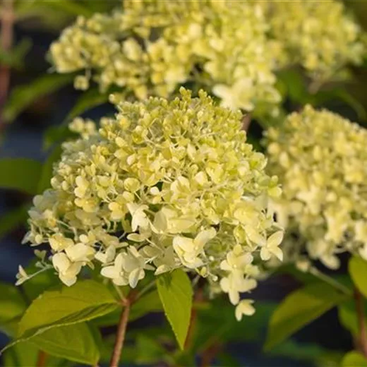 Hydrangea panic. 'Limelight' -S- Hydrangea panic. 'Limelight' -S-