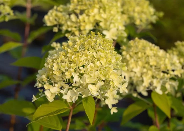Hydrangea panic. 'Limelight' -S-