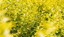 philodendron red princess Philodendron 'Burgundy Princess'  Carnivero