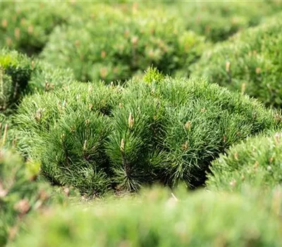 Pinus mugo pumilio