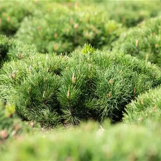 Pinus mugo pumilio
