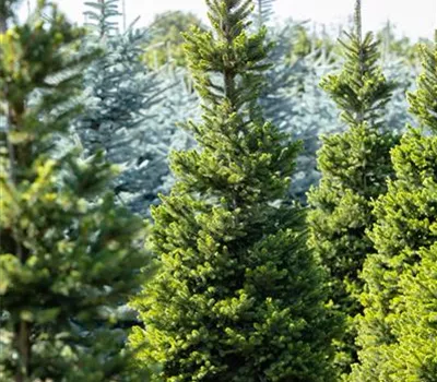 Picea abies 'Will's Zwerg' Picea abies 'Will's Zwerg'