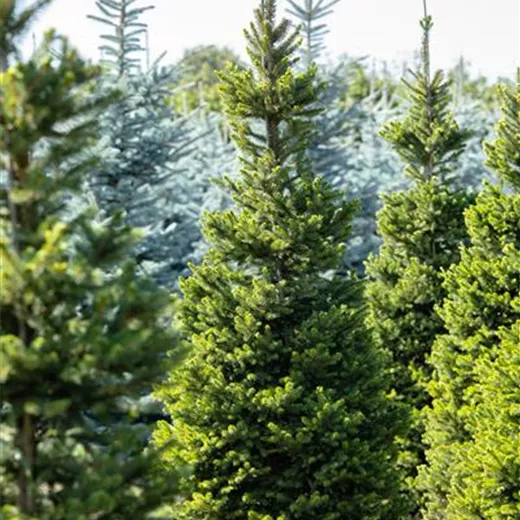 Picea abies 'Will's Zwerg' Picea abies 'Will's Zwerg'