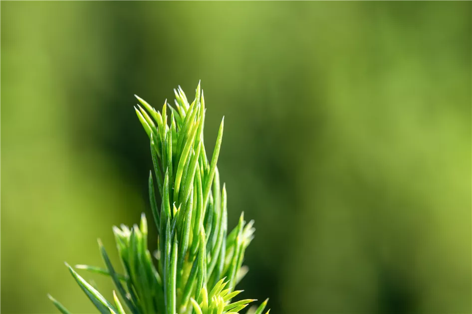 Picea glauca 'Conica'