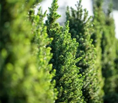 Picea glauca 'Conica'