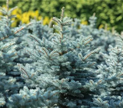 Picea pungens 'Glauca Globosa' Picea pungens 'Glauca Globosa'